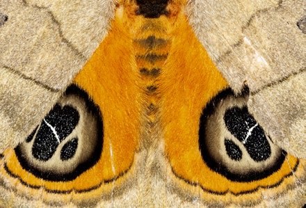 Tropischer Schmetterling, © Bernhard Schubert