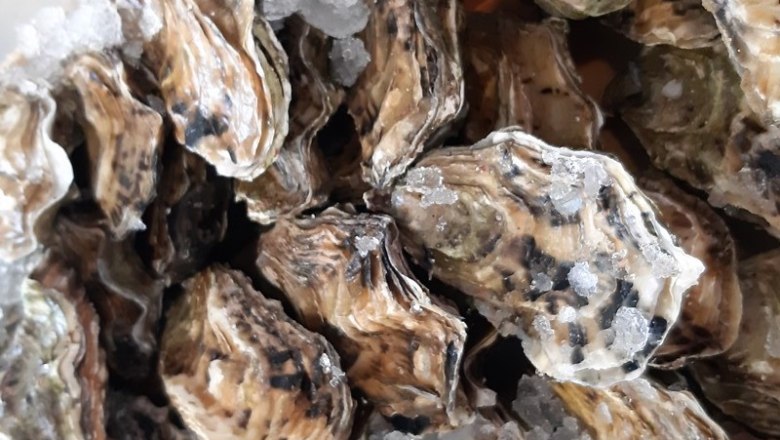 Oysters, © Reef & Beef Close-up of oysters on ice.