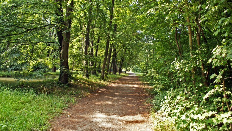 Ein Waldweg im Akademiepark Wiener Neustadt, umgeben von grünen Bäumen und Gras.
