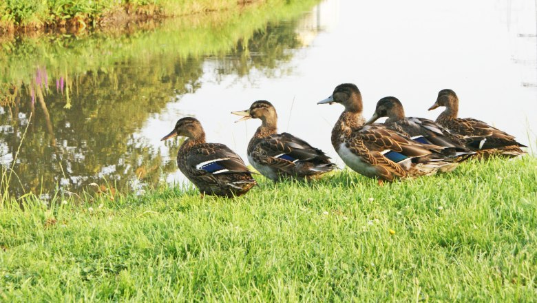 Fünf Enten sitzen auf einer grünen Wiese am Ufer eines Kanals.