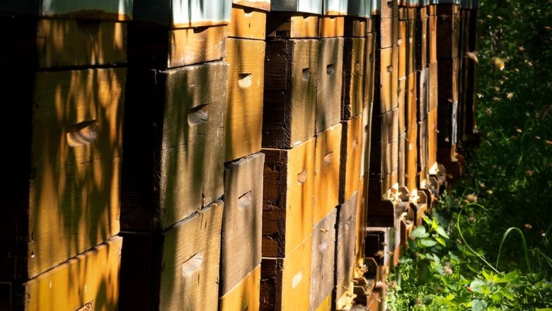 Bienenstöcke in der Militärakademie, © Michael Weller