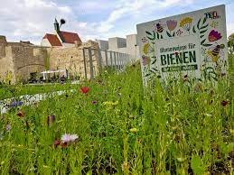Blühwiese in Wiener Neustadt, © Busyshutters
