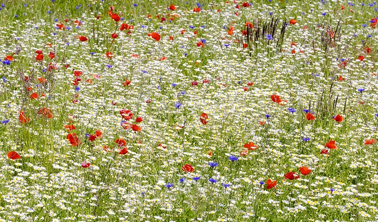 Ackerblumen, © Bernhard Schubert