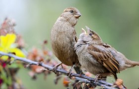 Da piept's wohl., © Bernhard Schubert