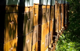 Bienenstöcke in der Militärakademie, © Michael Weller