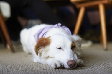 Hunde fühlen sich in diesen Lokalen wohl, © Fressnapf