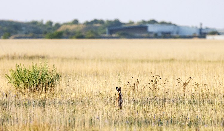 Der Feldhase in der Steppe, © Bernhard Schubert